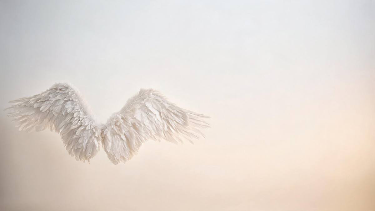 A pair of white feathered wings displayed against a soft gradient background, no person