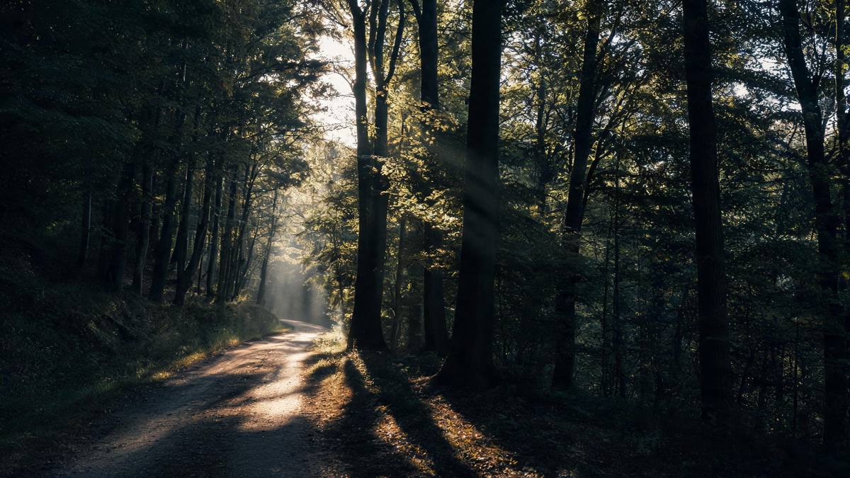A dark forest path with a large shadow between the trees, no person