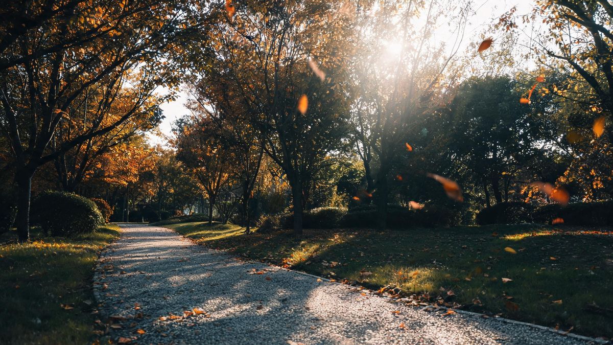 Autumn leaves drifting over a quiet park path in golden light, a sense of motion.