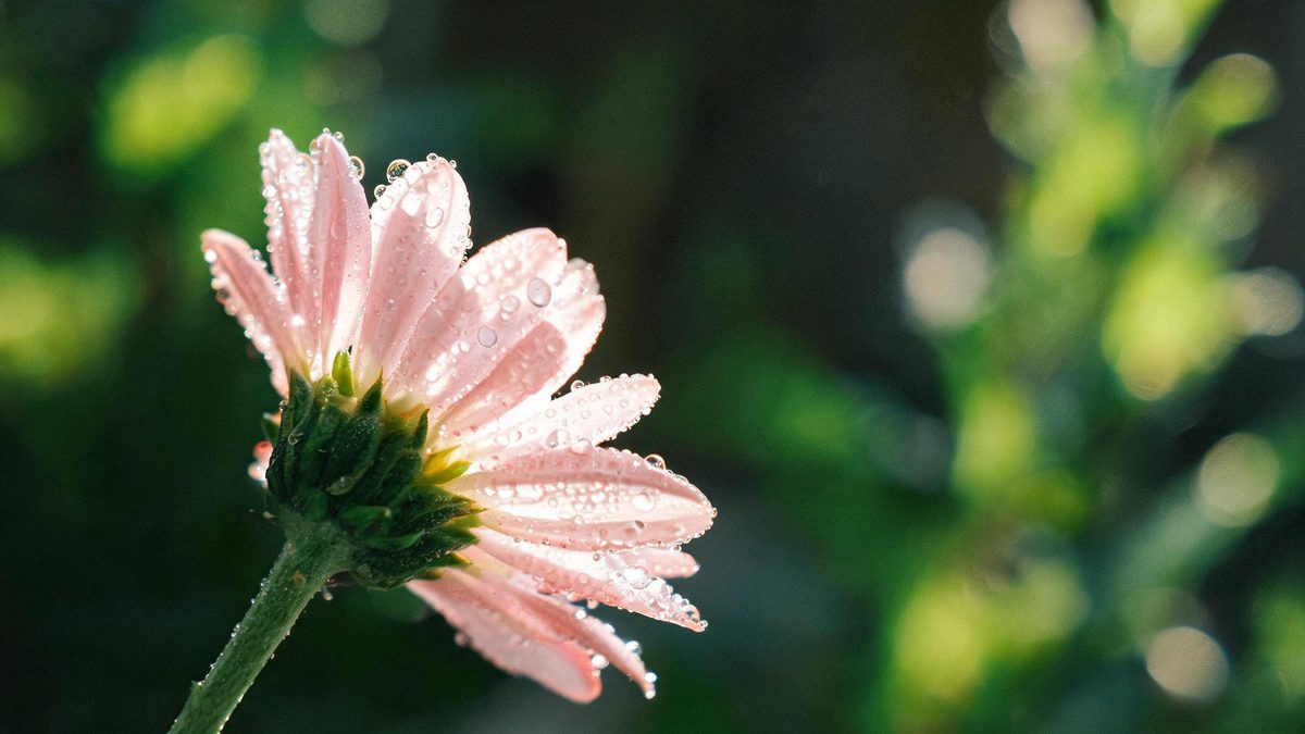 A fresh flower with dew drops in macro close-up, soft window light, green bokeh behind.