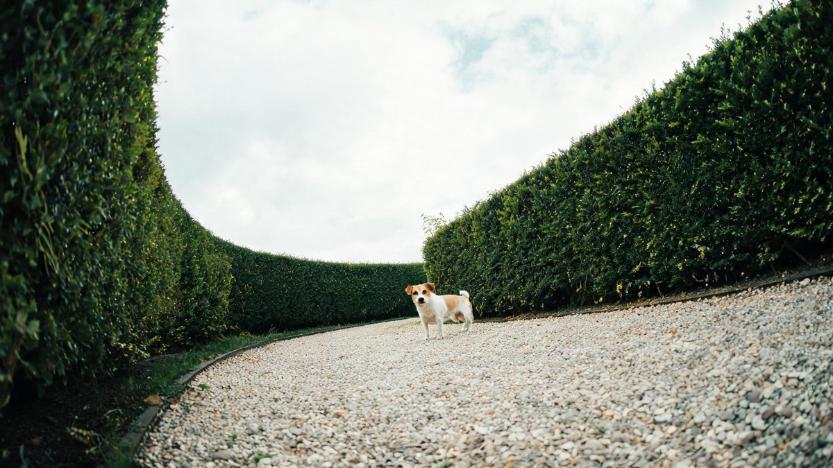 An extreme fisheye view of a small terrier on a garden path with hedges bending inward at the frame edges