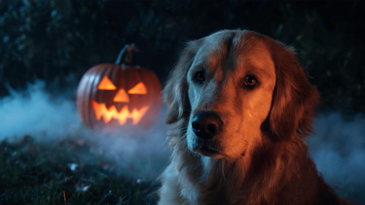 Close-up of a dog with warm side light on its face, a carved pumpkin glowing out of focus behind it