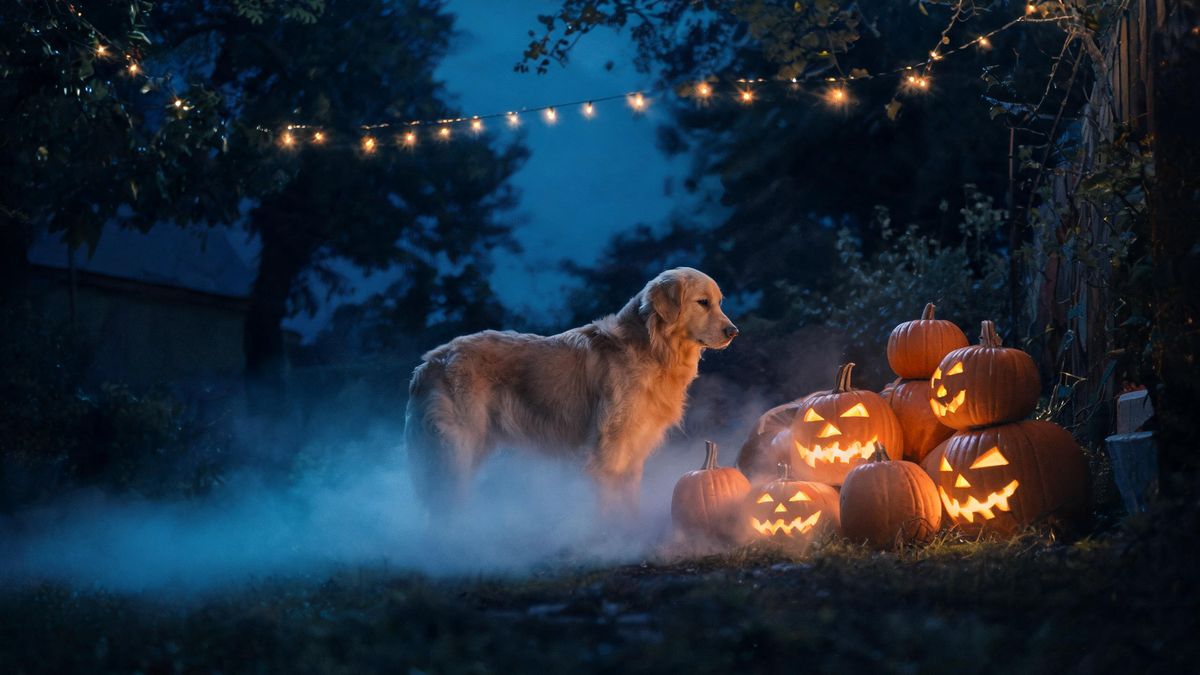 A dog standing beside a heap of pumpkins in a yard at night under strings of warm lights