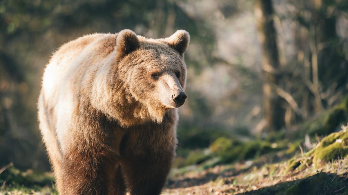 A bear on a plain surface, lit from one side with soft shadow, broken apart at the moment of the cut