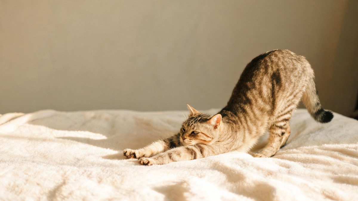 A cat mid-stretch on a soft blanket in warm indoor light, broken apart at the moment of the cut