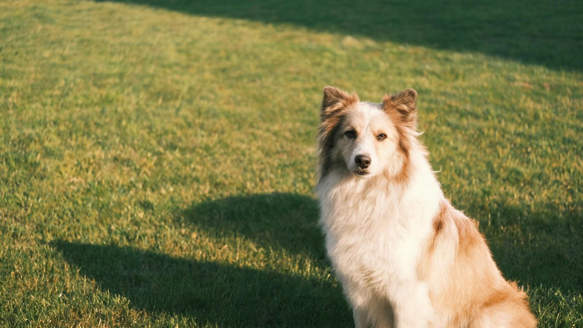 A dog turning toward the camera on a grass lawn in late afternoon light, broken apart at the moment of the cut
