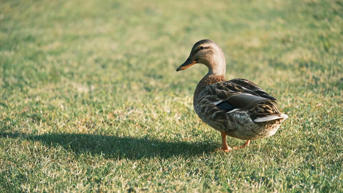 A duck on a plain surface, lit from one side with soft shadow, broken apart at the moment of the cut