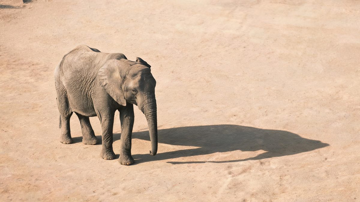 A elephant on a plain surface, lit from one side with soft shadow, broken apart at the moment of the cut