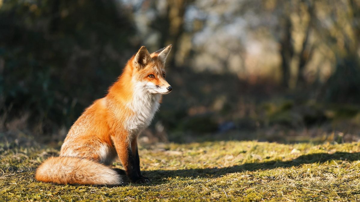 A fox on a plain surface, lit from one side with soft shadow, broken apart at the moment of the cut
