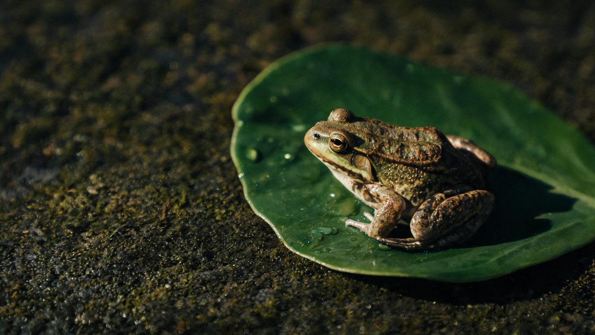 A frog on a plain surface, lit from one side with soft shadow, broken apart at the moment of the cut