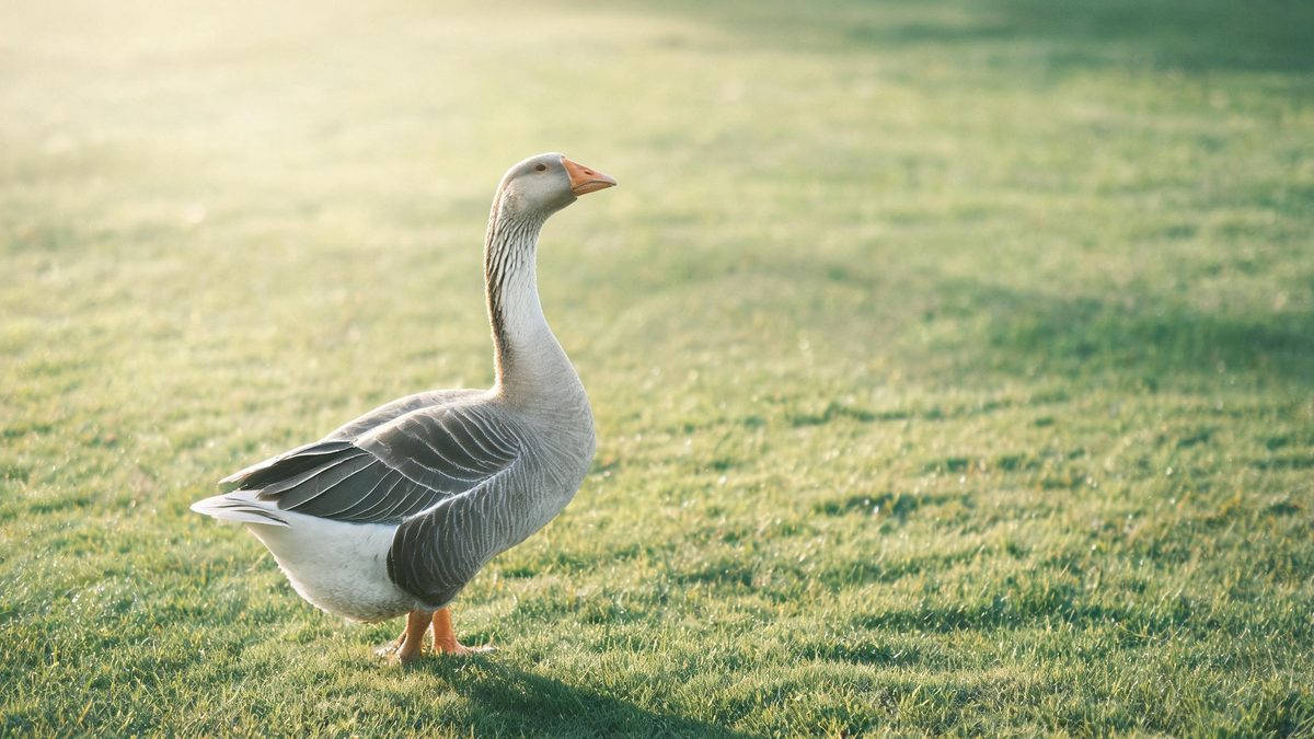 A goose on a plain surface, lit from one side with soft shadow, broken apart at the moment of the cut