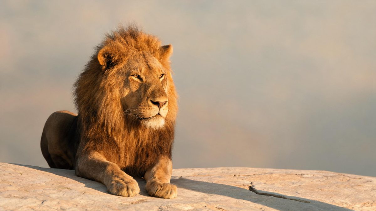 A lion on a plain surface, lit from one side with soft shadow, broken apart at the moment of the cut