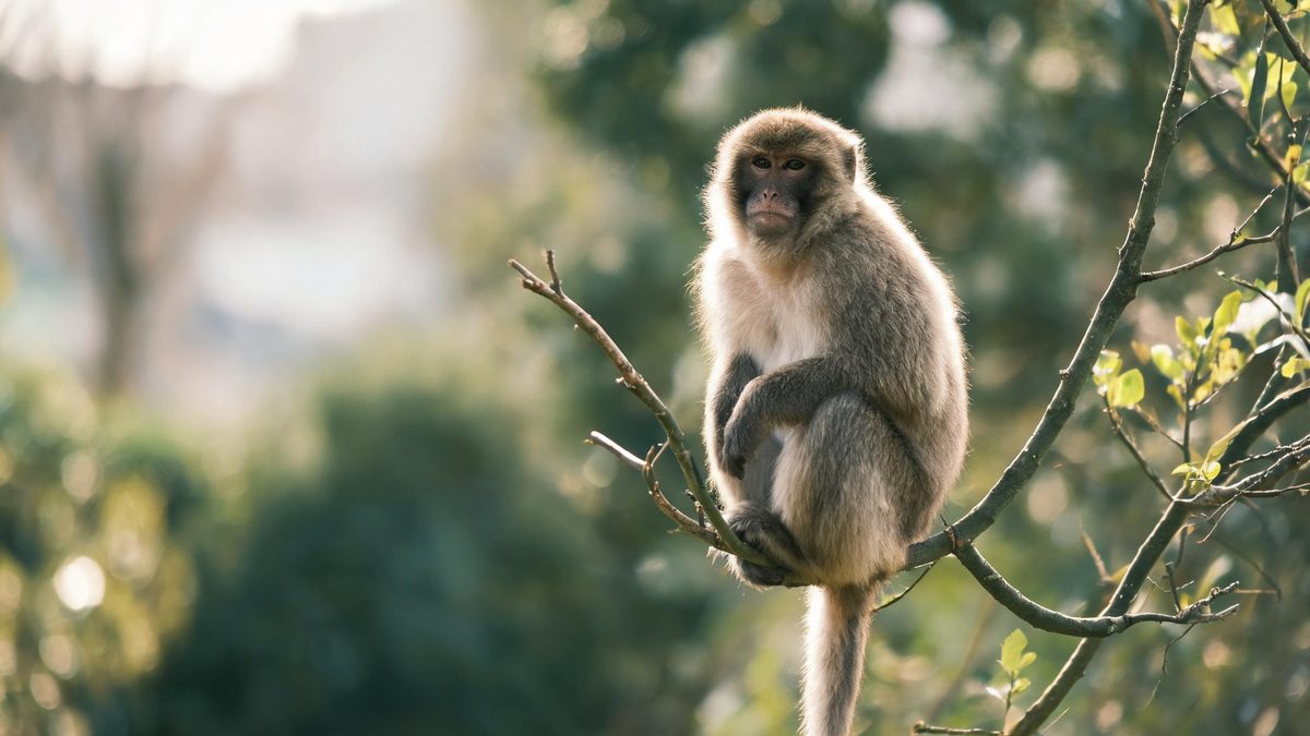 A monkey on a plain surface, lit from one side with soft shadow, broken apart at the moment of the cut