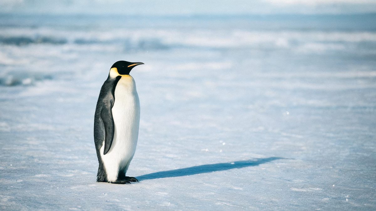 A penguin on a plain surface, lit from one side with soft shadow, broken apart at the moment of the cut