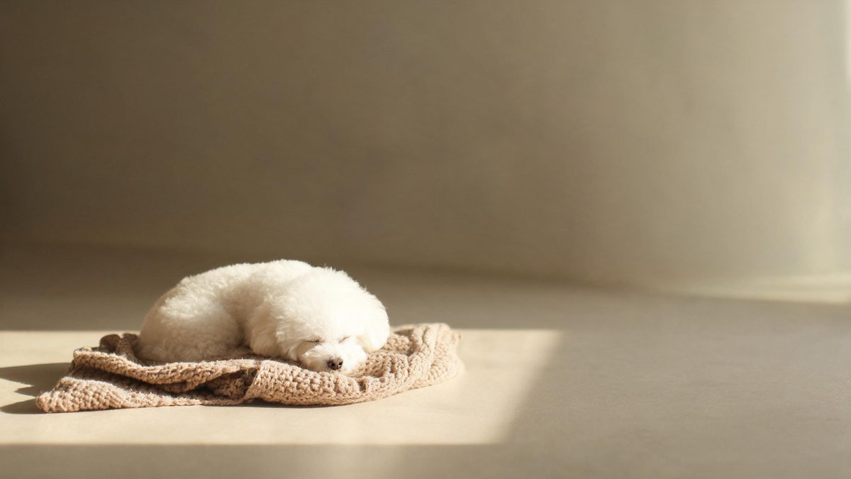 A pet resting on a soft surface with warm light across its fur, broken apart at the moment of the cut