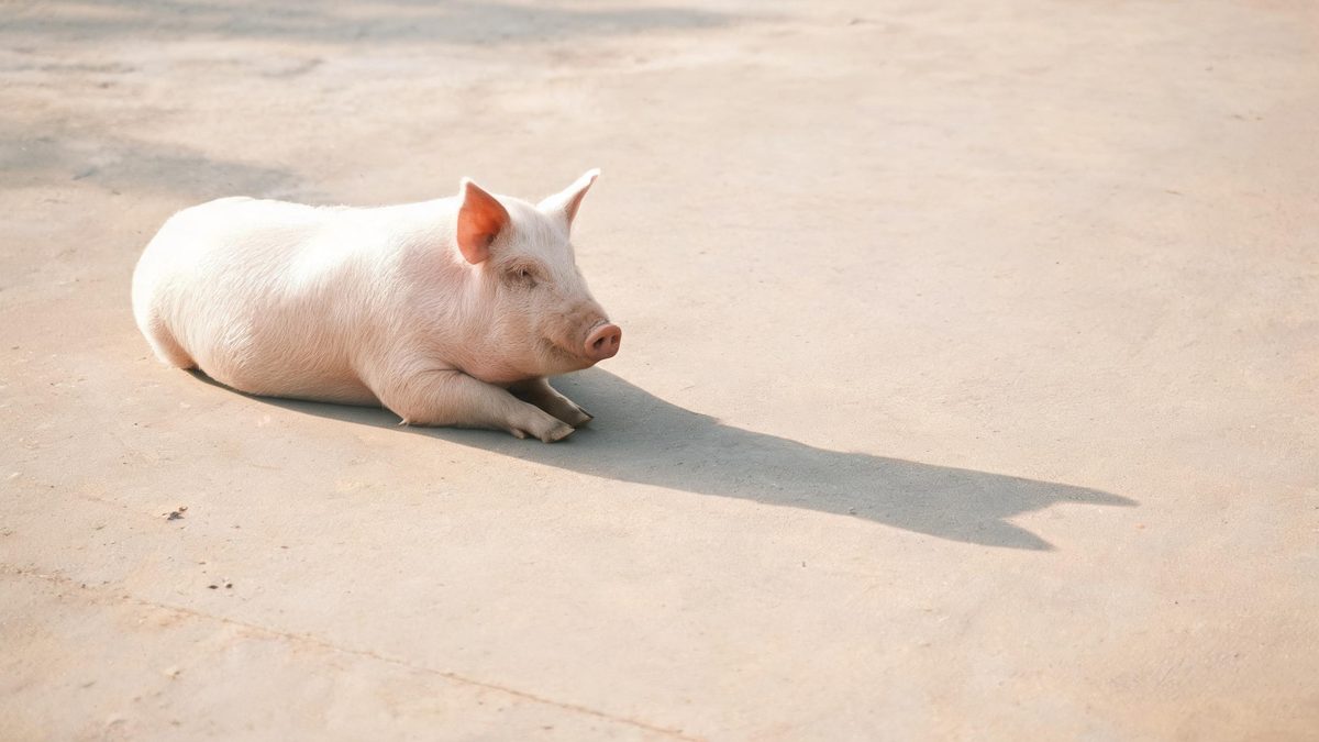A pig on a plain surface, lit from one side with soft shadow, broken apart at the moment of the cut