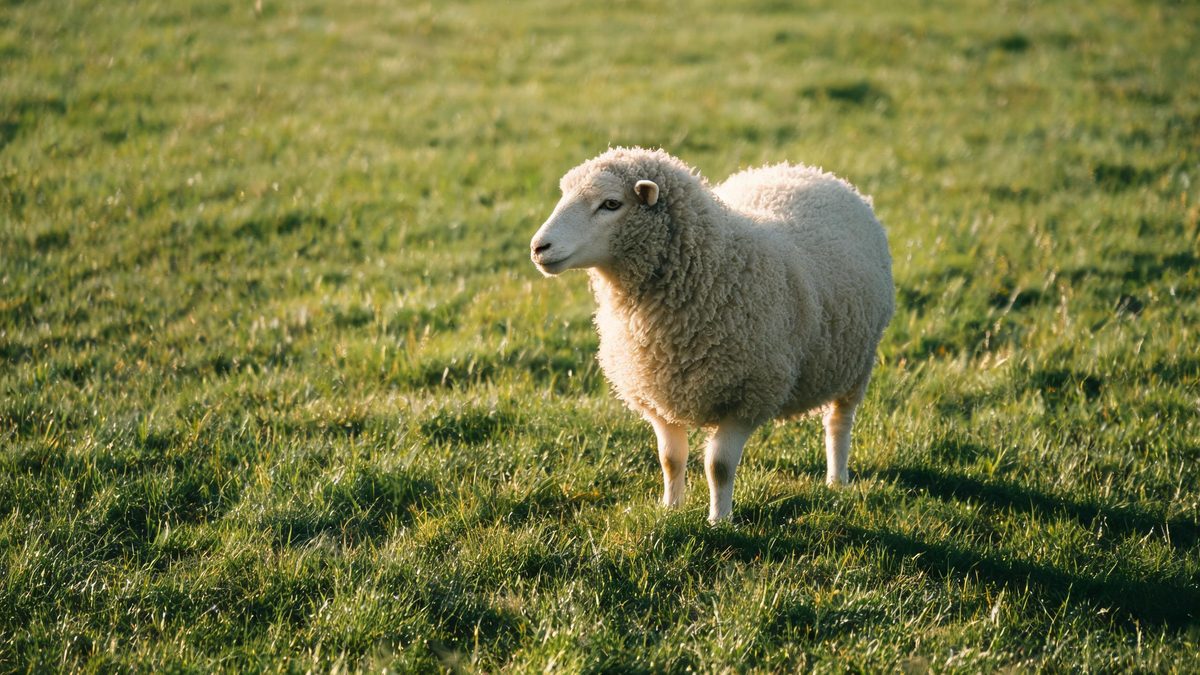 A sheep on a plain surface, lit from one side with soft shadow, broken apart at the moment of the cut