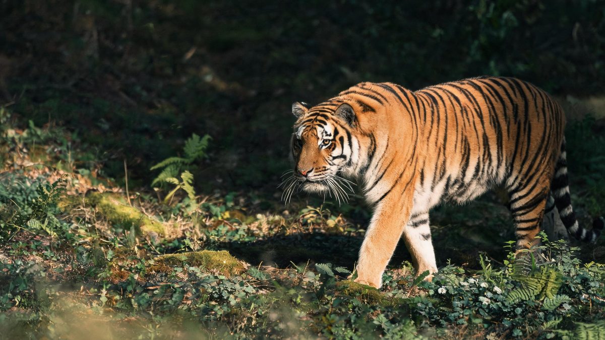 A tiger on a plain surface, lit from one side with soft shadow, broken apart at the moment of the cut