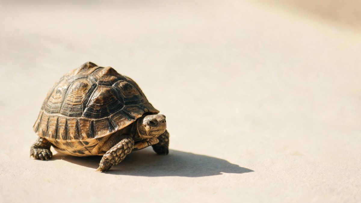 A turtle on a plain surface, lit from one side with soft shadow, broken apart at the moment of the cut