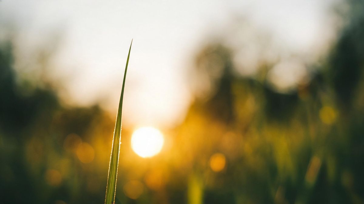 A single blade of grass standing sharp against a wholly defocused field, backlit by low sun